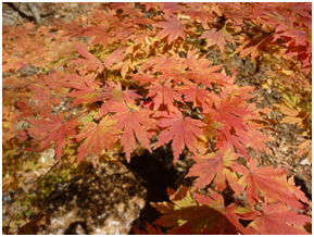 紅葉のヒナウチワカエデ